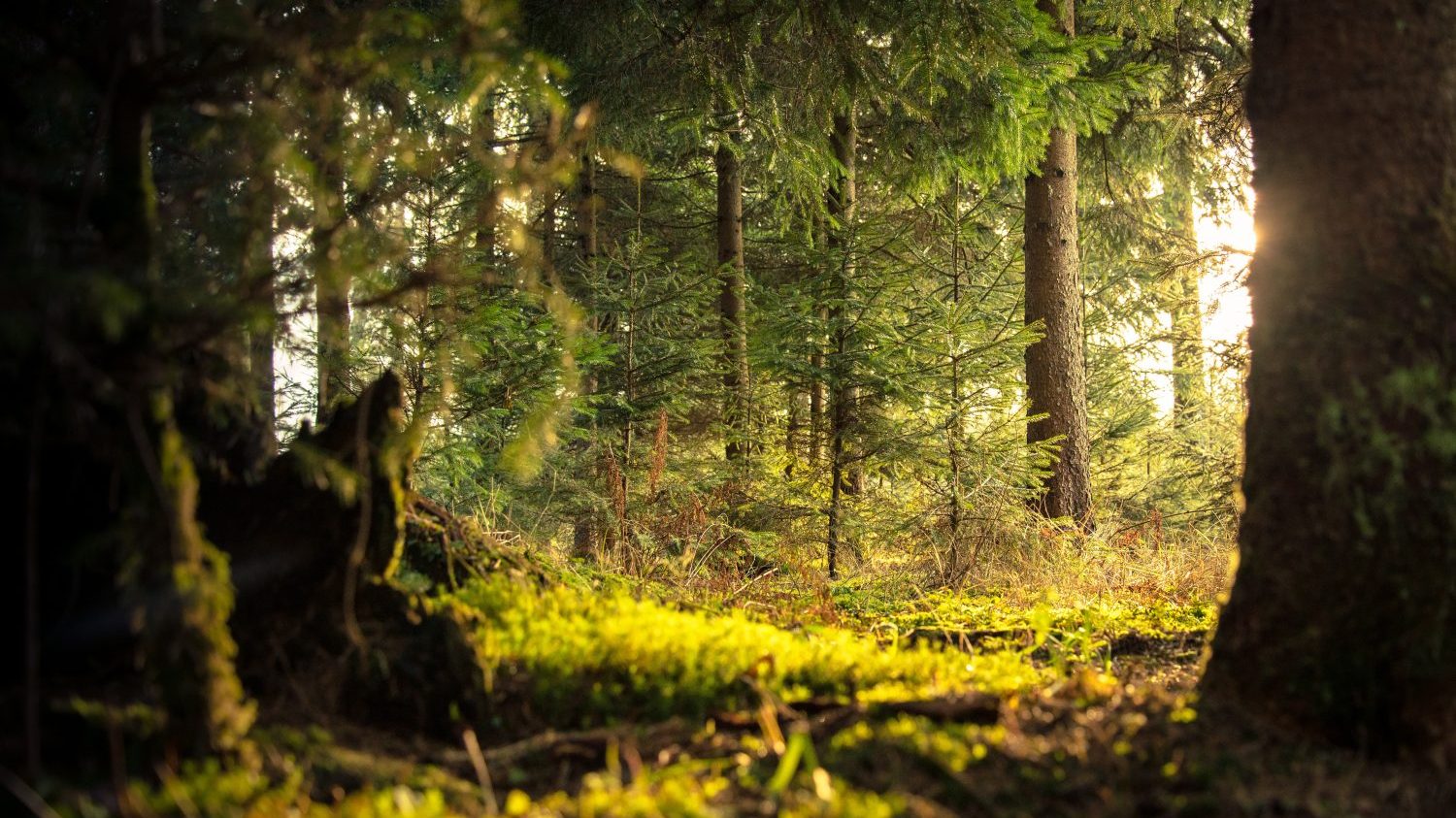 Klimaaktivität bei Wikando